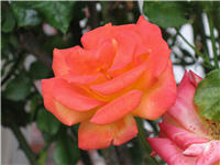 front door rose